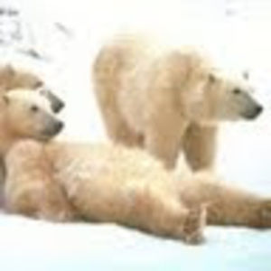 Meet your Posher, Peggy